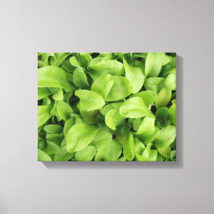 Marigold Seedlings Canvas Print Leinwanddruck