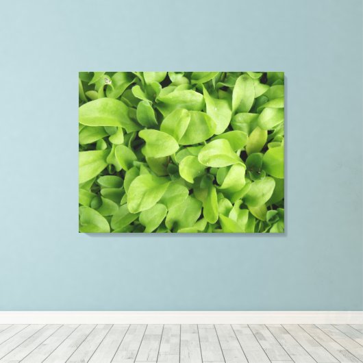 Marigold Seedlings Canvas Print Leinwanddruck (Insitu (Holzboden))