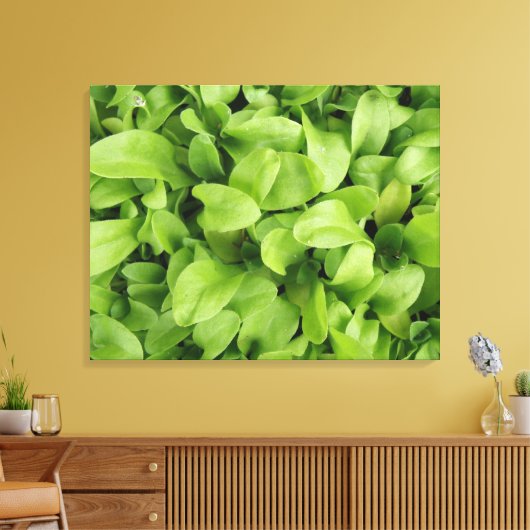 Marigold Seedlings Canvas Print Leinwanddruck (Insitu (Wohnzimmer))