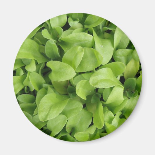 Marigold Seedlings Magnet (Vorne)