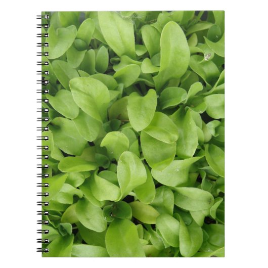 Marigold Seedlings Notebook Notizblock (Vorderseite)