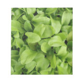 Marigold Seedlings Notepad Notizblock (Vorderseite)