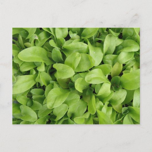 Marigold Seedlings Postcard Postkarte (Vorderseite)