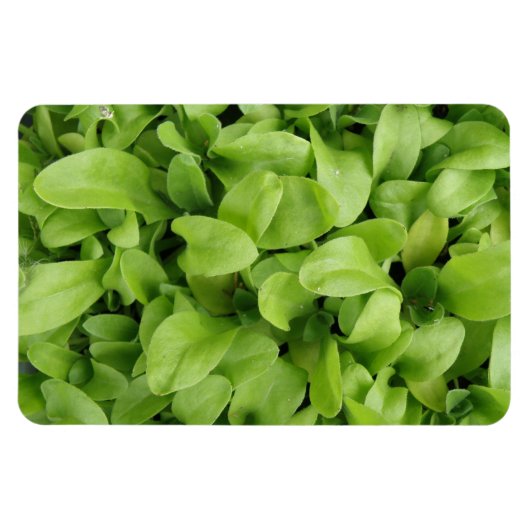 Marigold Seedlings Premium Magnet (Horizontal)