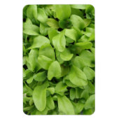 Marigold Seedlings Premium Magnet (Vertikal)