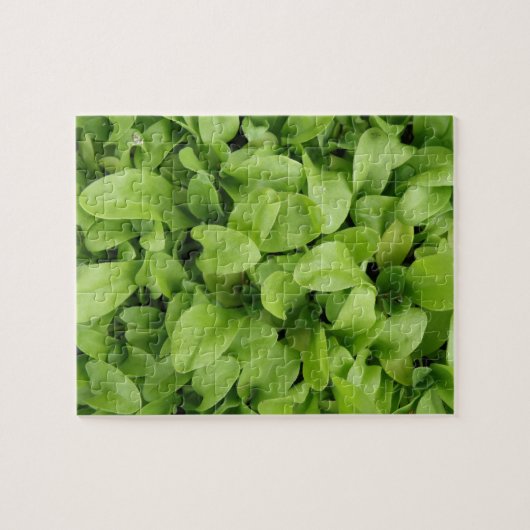 Marigold Seedlings Puzzle (Horizontal)