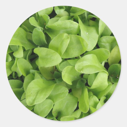 Marigold Seedlings Stickers (Vorderseite)