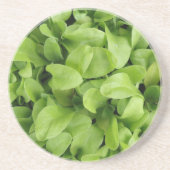 Marigold Seedlings Untersetzer (Vorne)