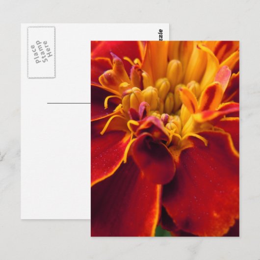 Marigold Up Nah Postkarte (Vorne/Hinten)