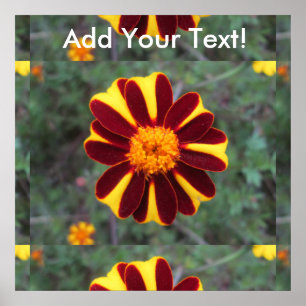 Marigold Velvet Rich Red Yellow Blume Poster