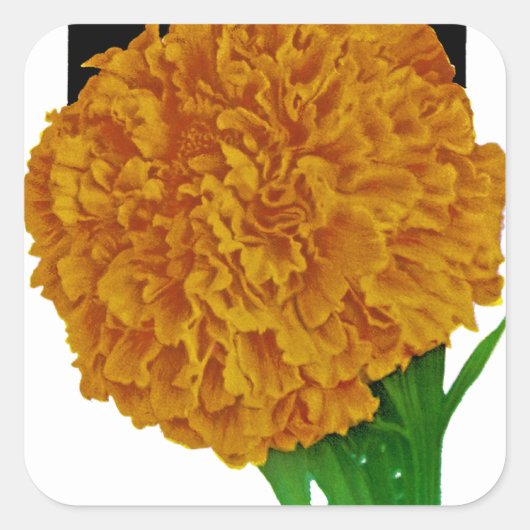 Marigold Vintag Seed Packet Quadratischer Aufkleber (Vorderseite)