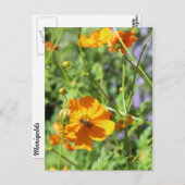 Marigolds # 5 postkarte (Vorne/Hinten)