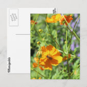 Marigolds # 6 postkarte (Vorne/Hinten)