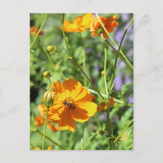 Marigolds # 6 postkarte (Vorderseite)