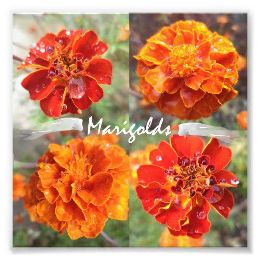 Marigolds Fotodruck (Vorne)