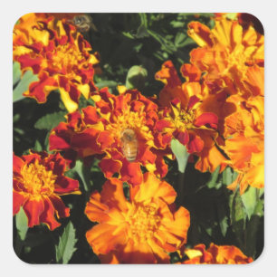 Marigolds mit einer Biene Quadratischer Aufkleber