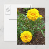 Marigolds Postkarte (Vorne/Hinten)