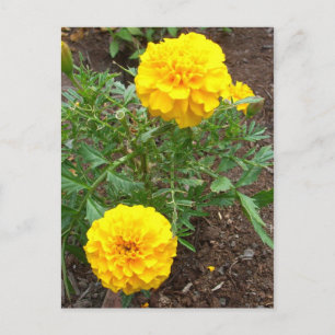 Marigolds Postkarte