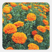 Marigolds Quadratischer Aufkleber (Vorderseite)