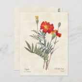 Marigolds Vintage botanische Illustration Postkarte (Vorne/Hinten)