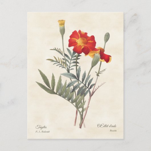 Marigolds Vintage botanische Illustration Postkarte (Vorderseite)