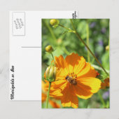 Marigolds w. Bee # 2 Postkarte (Vorne/Hinten)