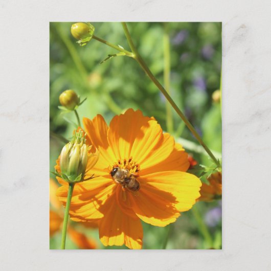 Marigolds w. Bee # 2 Postkarte (Vorderseite)