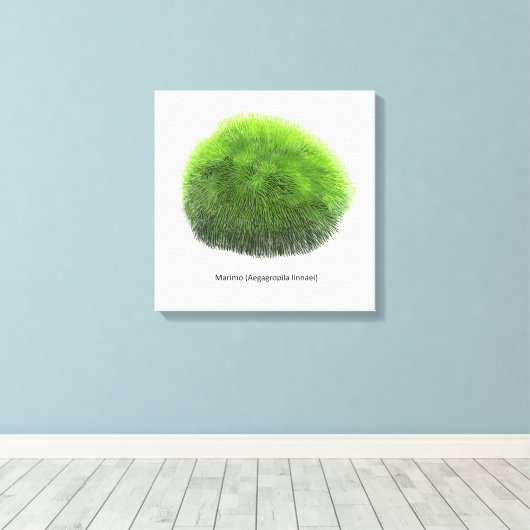Marimo Moss Ball Hand Drawn Leinwanddruck (Insitu (Holzboden))