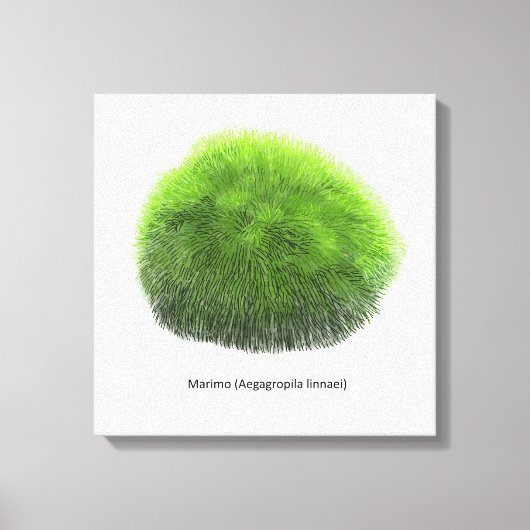Marimo Moss Ball Hand Drawn Leinwanddruck (Vorderseite)