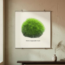Marimo Moss Ball Hand Drawn Poster