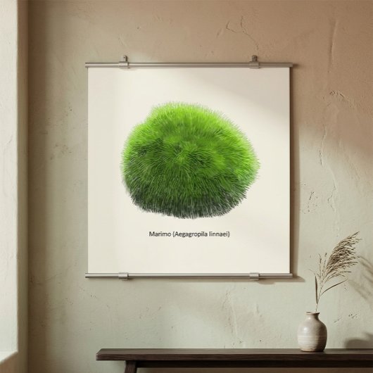 Marimo Moss Ball Hand Drawn Poster