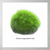 Marimo Moss Ball Hand Drawn Poster (Vorne)