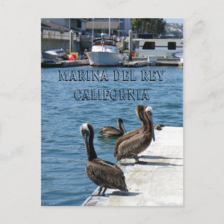 Marina Del Rey Belicans Postcard! Postkarte