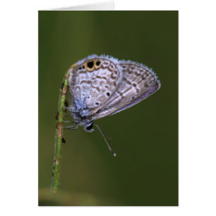 Marine Blue Butterfly