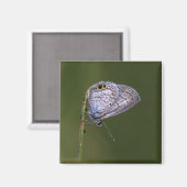 Marine Blue Butterfly Magnet (Vorderseite/Rückseite)
