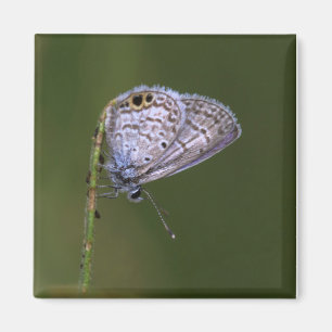 Marine Blue Butterfly Magnet