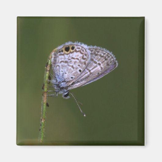 Marine Blue Butterfly Magnet (Vorne)