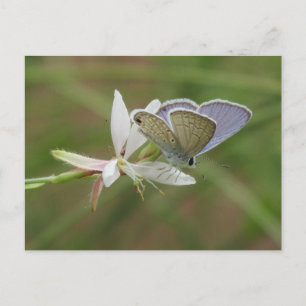Marine Blue Butterfy auf Gaura Bloom Postkarte