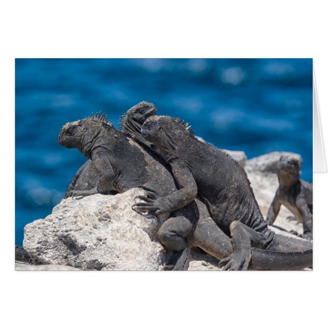 Marine Iguana (Vorderseite (Horizontal))