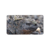 Marine Iguana Adressaufkleber (Vorne)