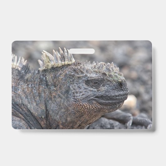 Marine Iguana Ausweis (Vorderseite)