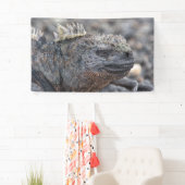 Marine Iguana Banner (Insitu)