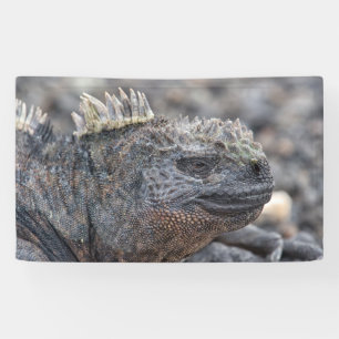 Marine Iguana Banner