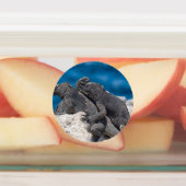 Marine Iguana Etiketten (Befestigt)