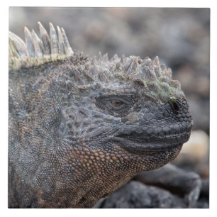 Marine Iguana Fliese