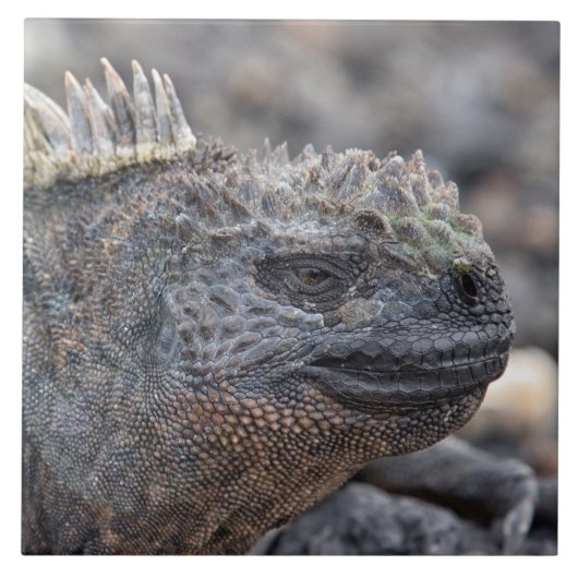 Marine Iguana Fliese (Vorderseite)