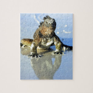 Marine iguana Galapagos Puzzle