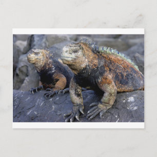 Marine iguana Galapagos San Cristobal Postkarte