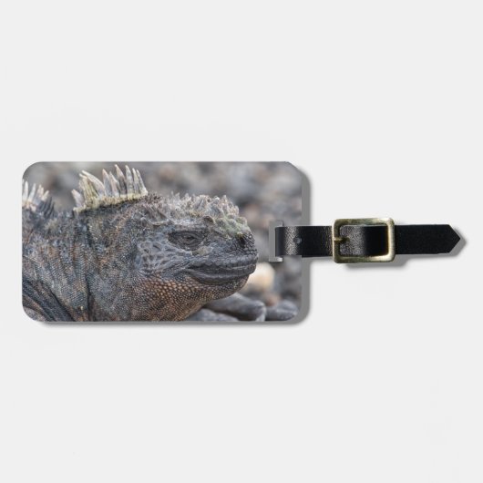 Marine Iguana Gepäckanhänger (Vorderseite horizontal)