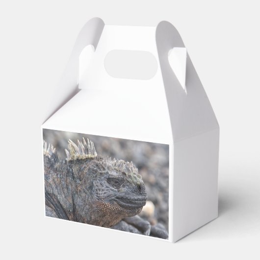 Marine Iguana Geschenkschachtel (Rückseite)